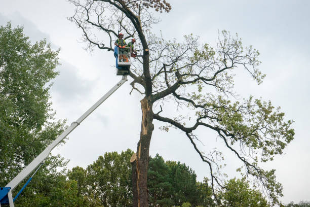 Best Storm Damage Tree Cleanup  in Carrboro, NC